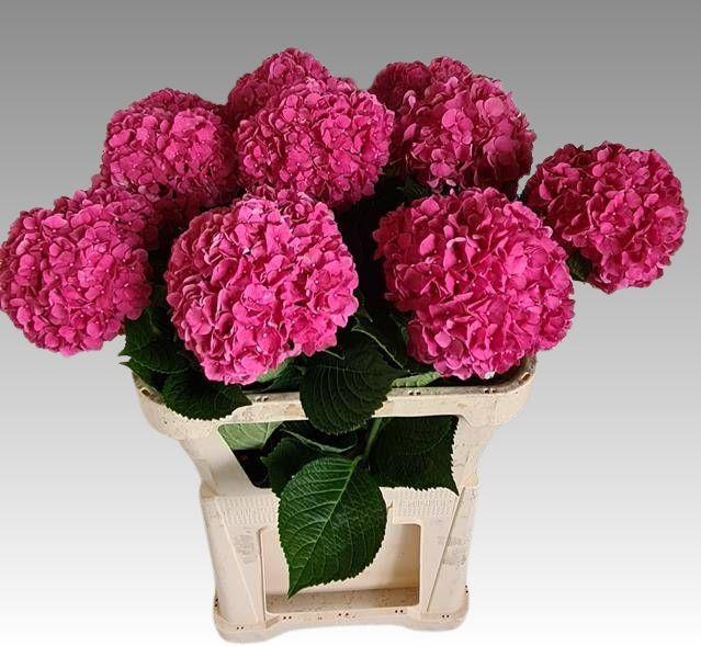 Hydrangea glowing alps paars