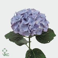 Hydrangea challenge blue