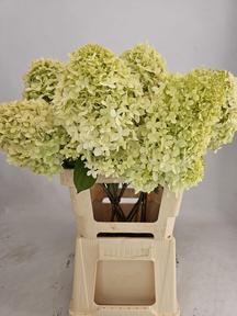 Hydrangea limelight