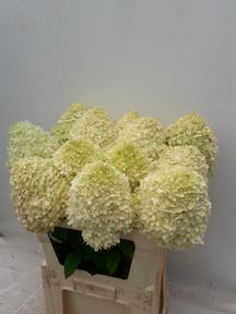Hydrangea limelight
