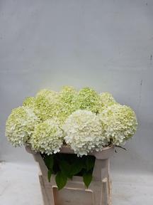 Hydrangea limelight