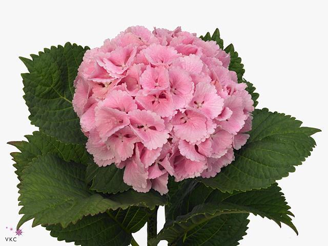 Hydrangea lollypop pink