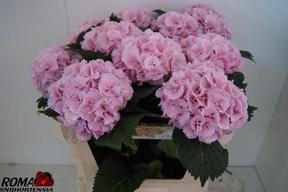 Hydrangea lollypop pink