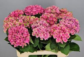 Hydrangea mag amethyst