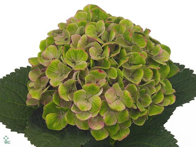 Hydrangea mag amethyst classic