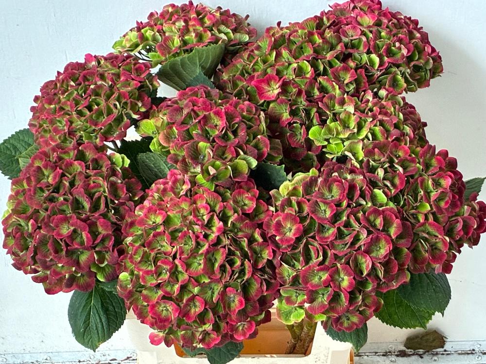 Hydrangea mag amethyst classic