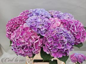 Hydrangea mag opal