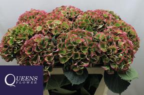 Hydrangea mag opal classic