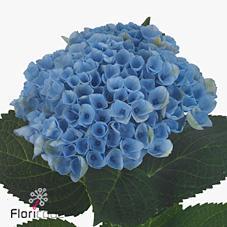 Hydrangea mag revolution