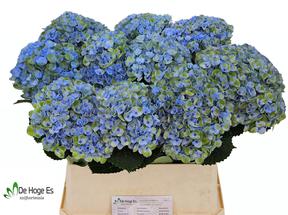 Hydrangea mag revolution