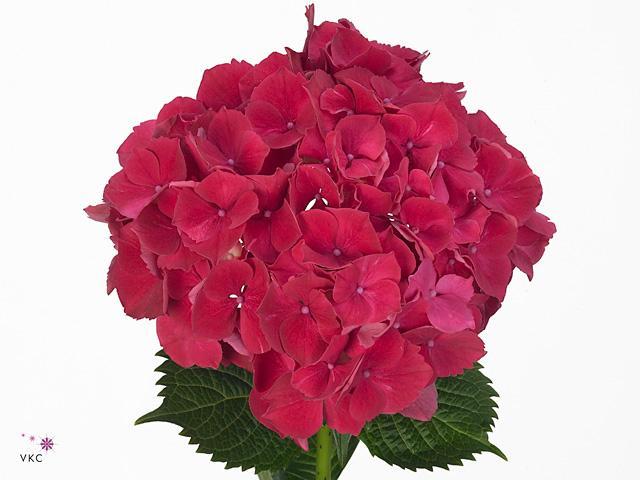 Hydrangea magical rubyred