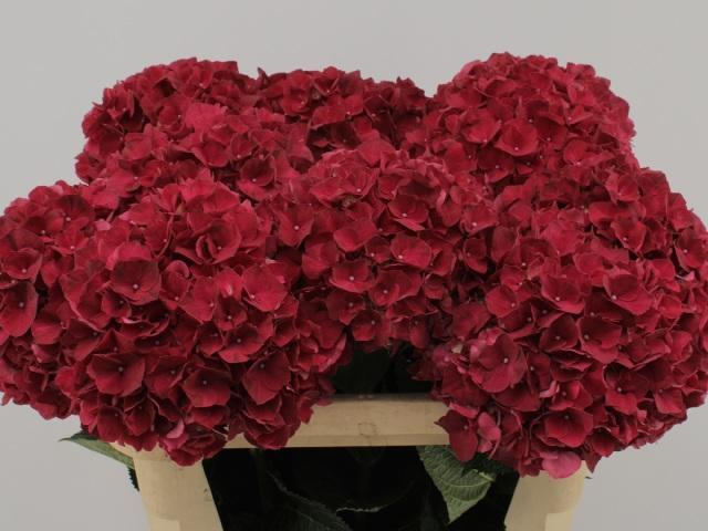 Hydrangea magical rubyred