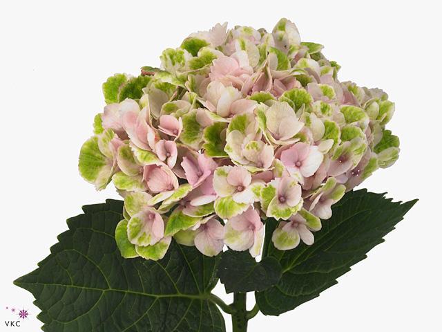 Hydrangea magical revolution classic