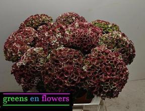 Hydrangea magical revolution classic