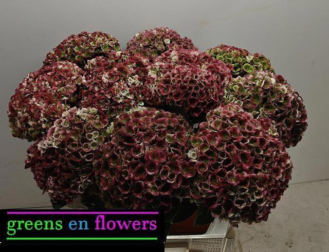 Hydrangea magical revolution classic