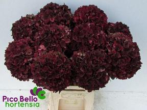 Hydrangea magical rubyred (classic)