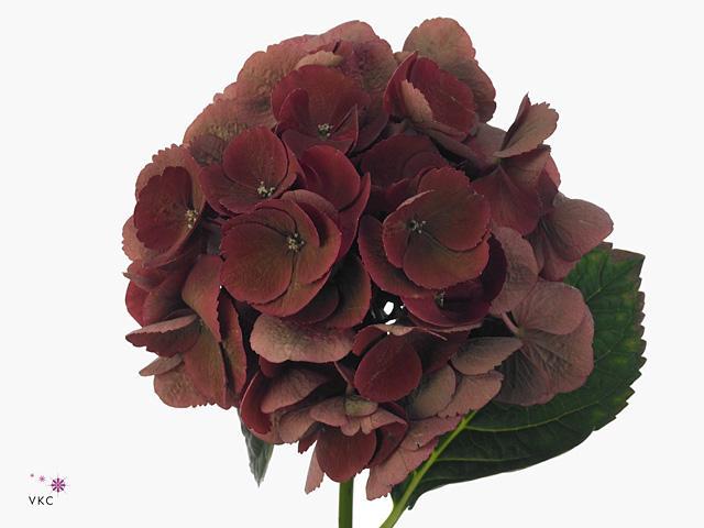 Hydrangea magical rubyred (classic)