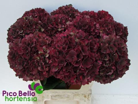 Hydrangea magical rubyred (classic)