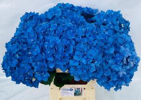 Hydrangea pimpernel