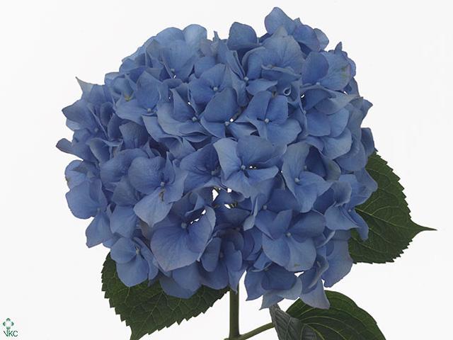 Hydrangea pimpernel