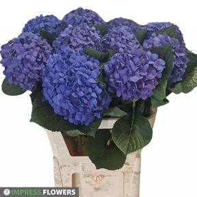 Hydrangea pimpernel