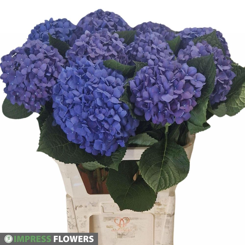 Hydrangea pimpernel