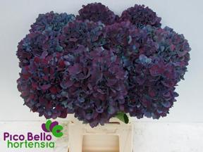 Hydrangea pimpernel classic