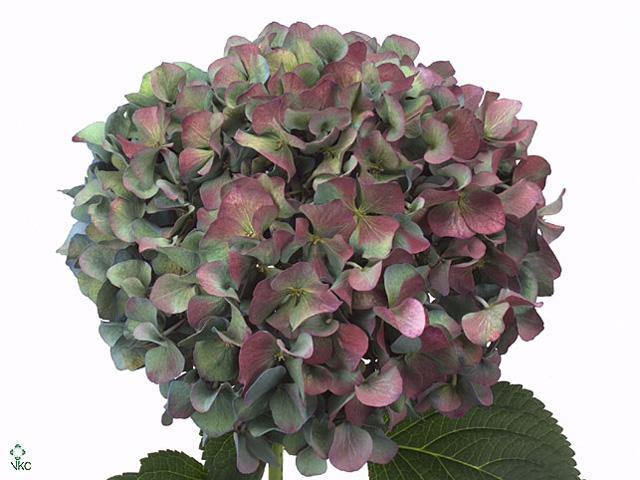 Hydrangea pimpernel classic