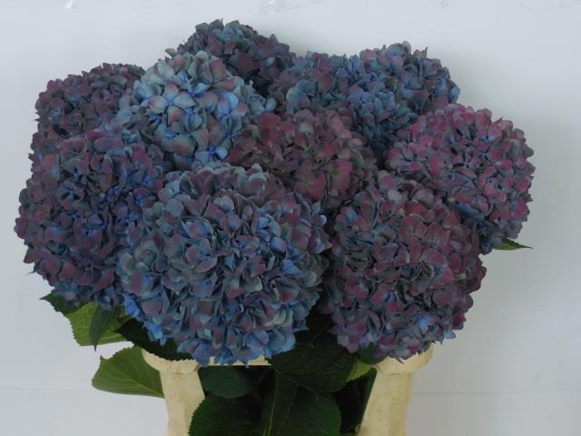 Hydrangea pimpernel classic