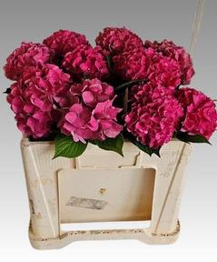 Hydrangea rodeo