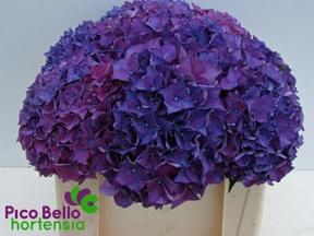 Hydrangea rodeo