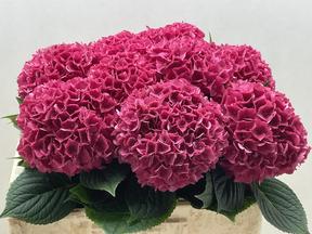 Hydrangea rodeo