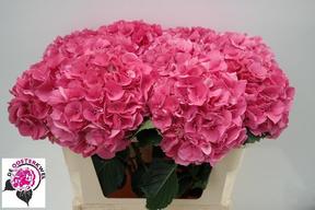 Hydrangea rodeo