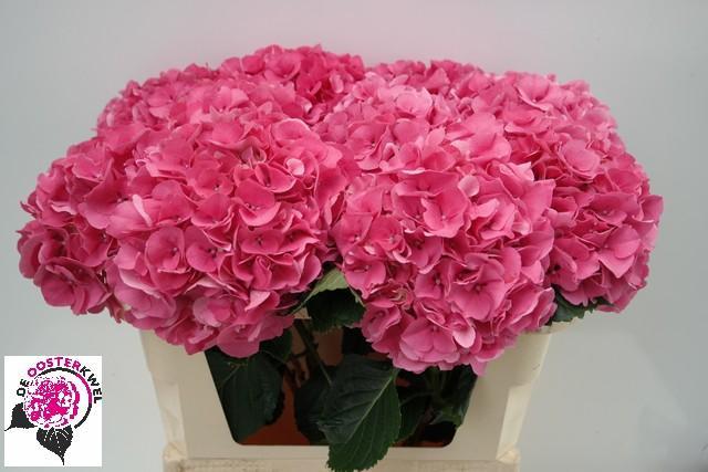 Hydrangea rodeo