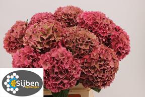 Hydrangea rodeo classic