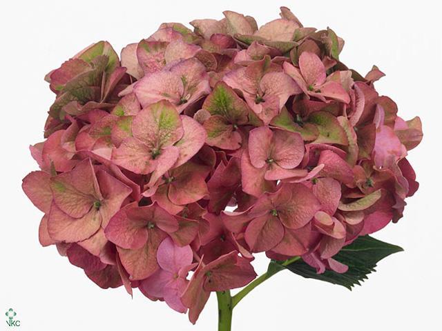 Hydrangea rodeo classic