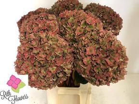 Hydrangea rodeo classic