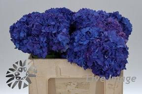 Hydrangea rodeo paars