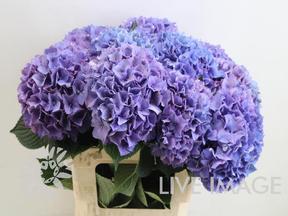 Hydrangea rodeo paars