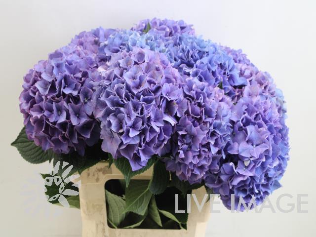 Hydrangea rodeo paars