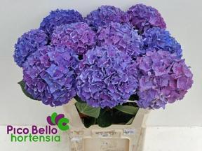 Hydrangea rodeo paars