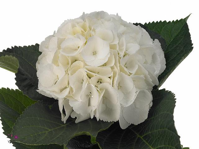 Hydrangea schneeball
