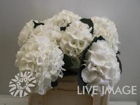 Hydrangea schneeball
