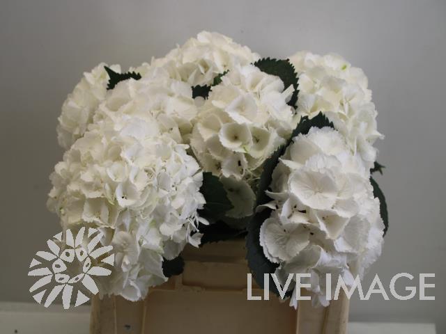 Hydrangea schneeball