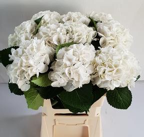 Hydrangea schneeball