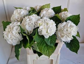 Hydrangea schneeball