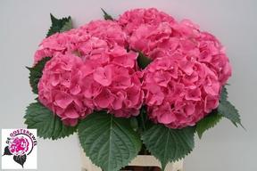 Hydrangea sibilla red