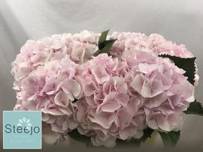 Hydrangea sweet verena