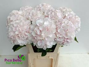 Hydrangea sweet verena