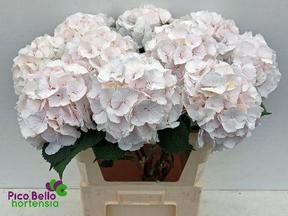 Hydrangea sweet verena
